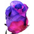Tinted Roses - Blue, Pink, Purple